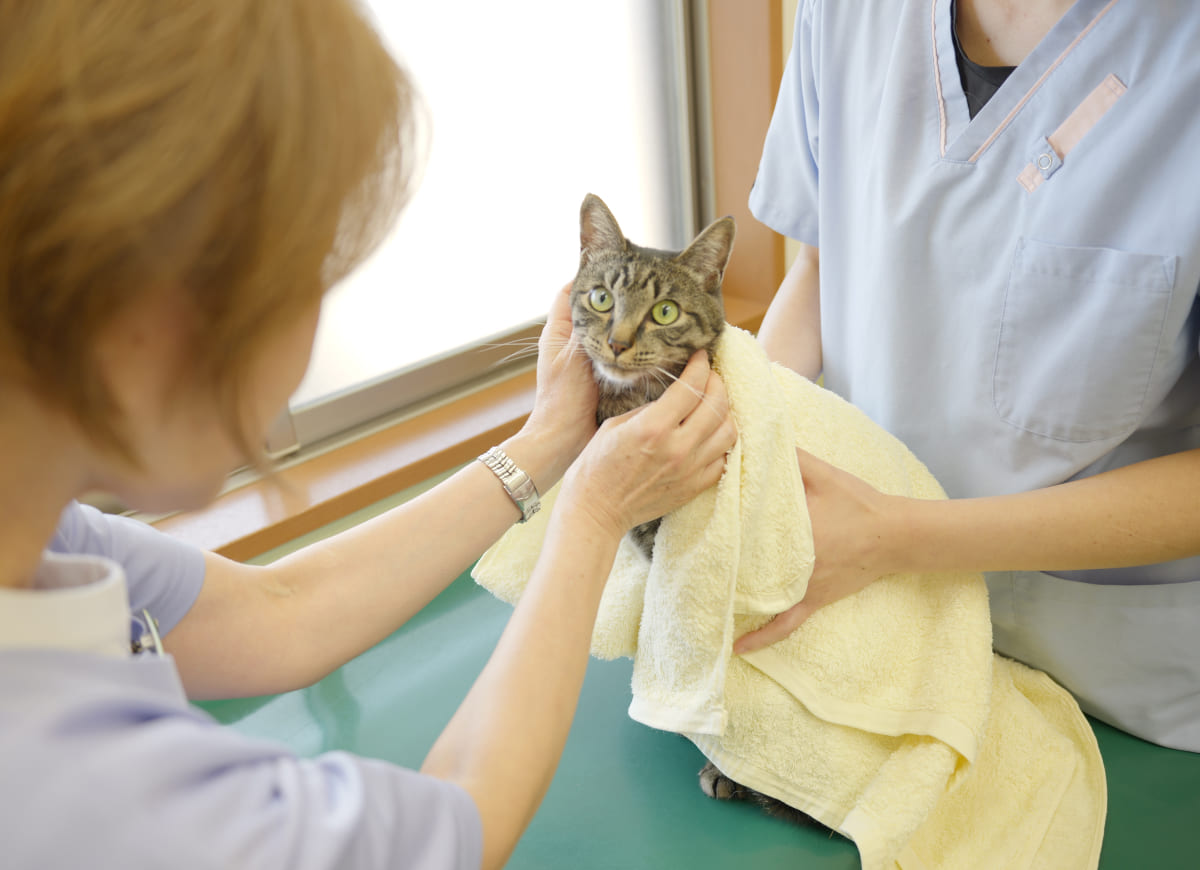 しょうこ動物病院